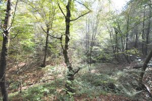 Forest, area 3830 m² settlement Tabaci, Lukavac municipality – FOR SALE