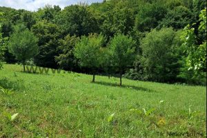TUZLA-KOSCI VILLAGE! Quality land plot with a built small cottage (log cabin) with a total area of ​​5049 m² and an access road of 733 m², located in an excellent location near the regional road